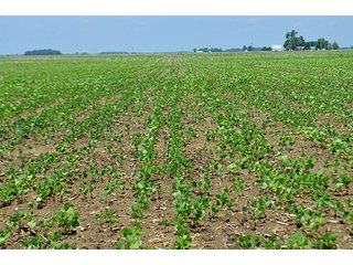 Property photo 27 - LAND AUCTION - 700+/- ACRES OFFERED IN 16 TRACTS IN ALLEN COUNTY, INDIANA